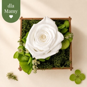 Bia�a - Naturalna wieczna r�a w skrzyneczce