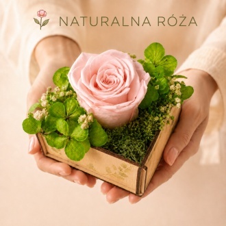 Naturalna r�owa wieczna r�a w skrzyneczce