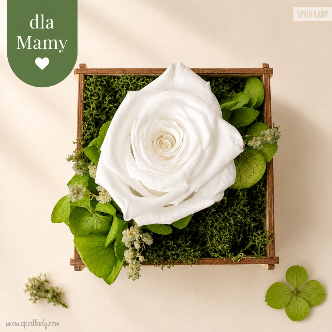 Bia�a - Naturalna wieczna r�a w skrzyneczce