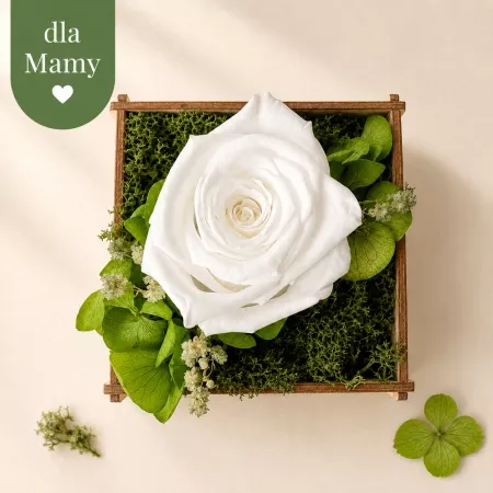 Bia�a - Naturalna wieczna r�a w skrzyneczce