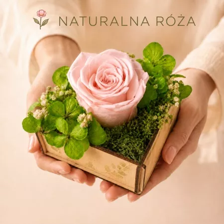 R�owa - Naturalna wieczna r�a w skrzyneczce
