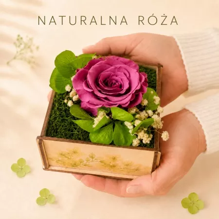 Fuksja - Naturalna wieczna r�a w skrzyneczce