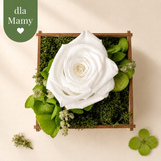 Bia�a - Naturalna wieczna r�a w skrzyneczce