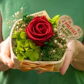 Róża z miłości w dniu mamy